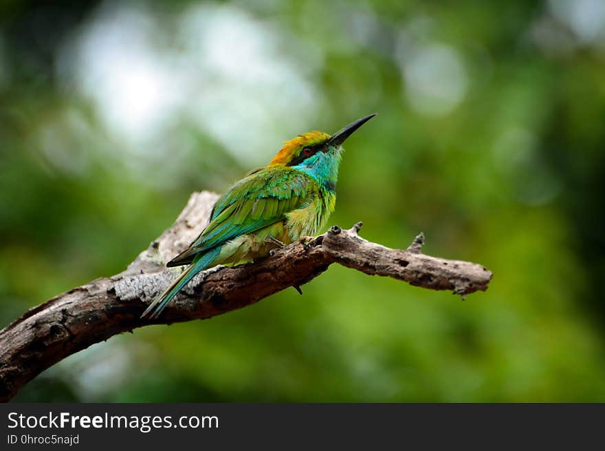 Bird, Beak, Fauna, Jacamar