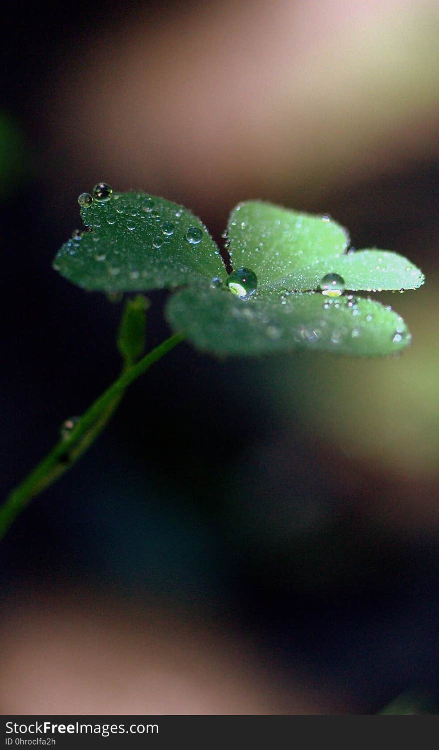 Water, Dew, Drop, Leaf