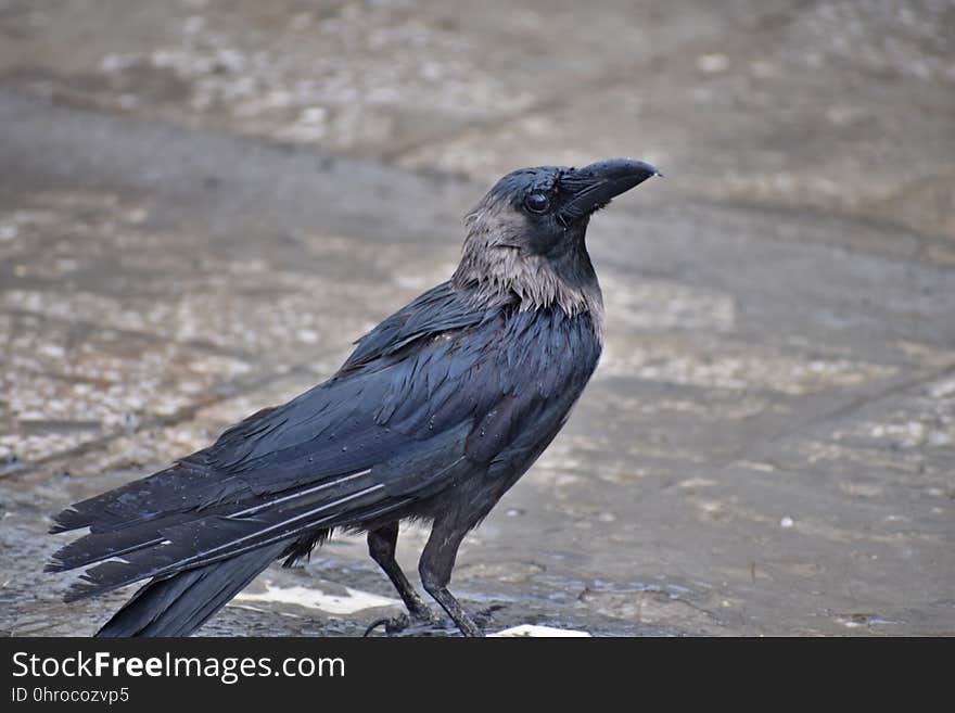 Bird, Crow Like Bird, American Crow, Crow