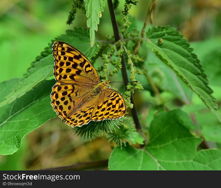 Butterfly, Moths And Butterflies, Insect, Brush Footed Butterfly