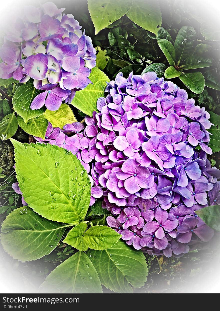 Flower, Flowering Plant, Plant, Hydrangea