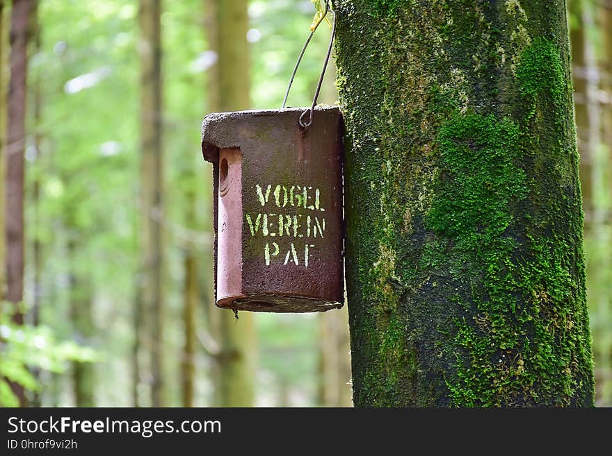 Tree, Grass, Forest, Wood