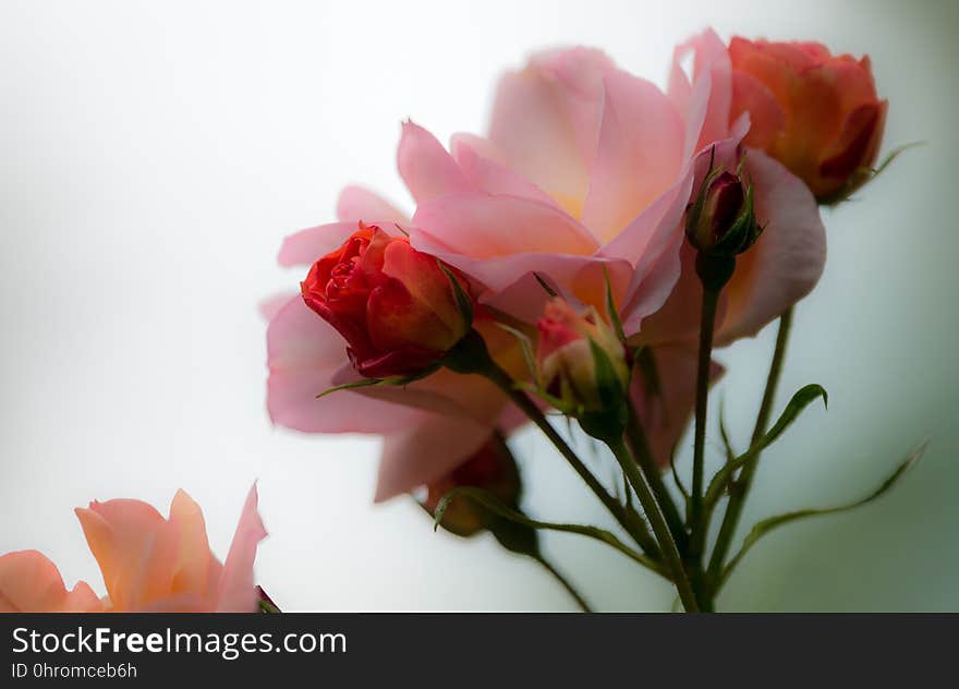 Flower, Pink, Rose Family, Rose