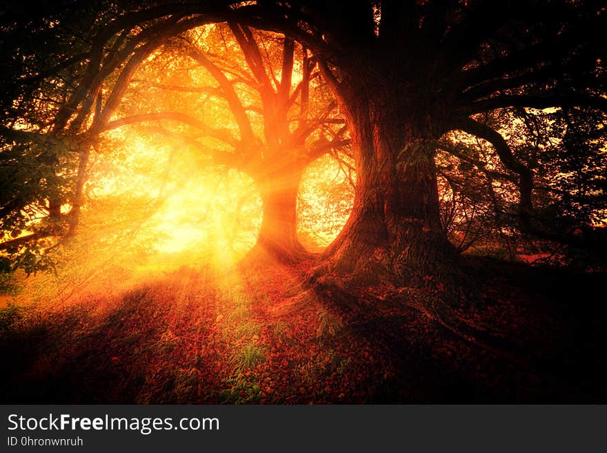 Nature, Forest, Light, Fire