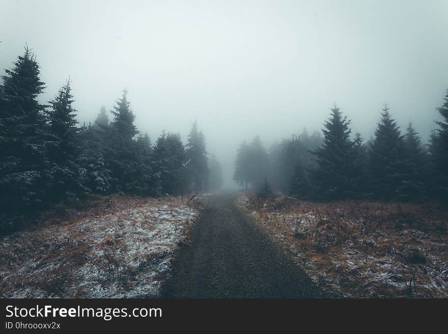 Fog, Forest, Wilderness, Tree