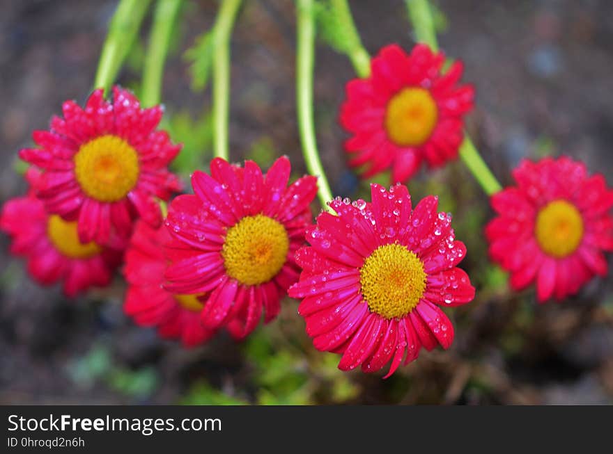 Flower, Flora, Marguerite Daisy, Flowering Plant