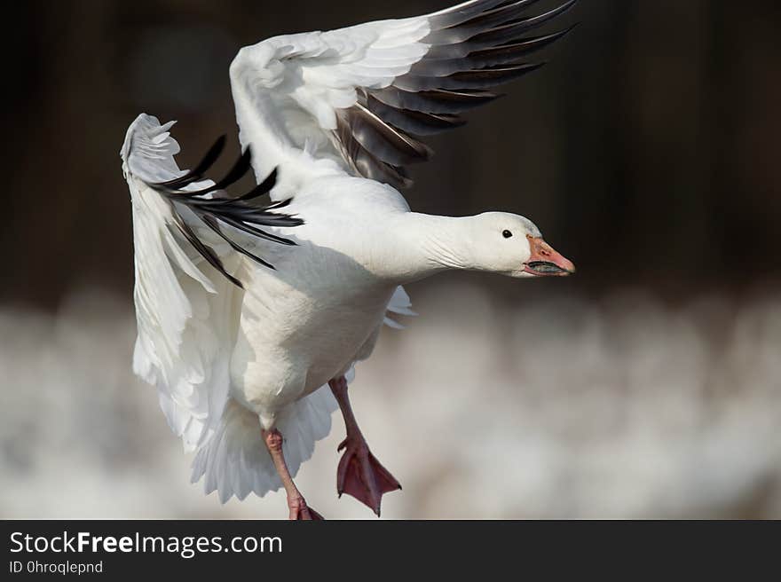 Bird, Water Bird, Ducks Geese And Swans, Beak