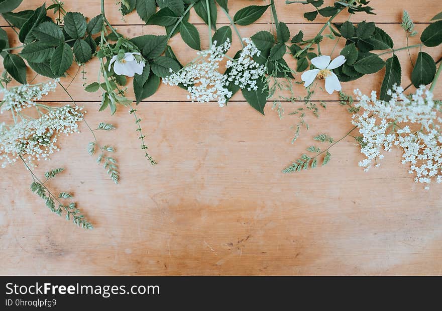 Flora, Flower, Branch, Flower Arranging