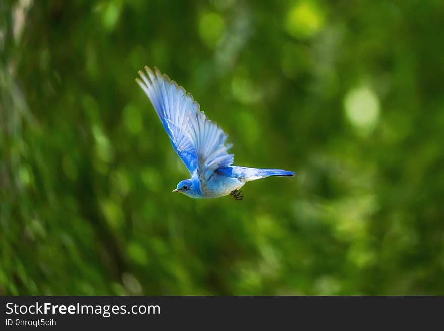 Bird, Beak, Fauna, Bluebird