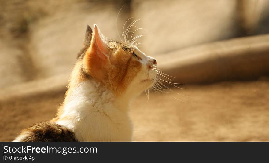 Cat, Whiskers, Fauna, Small To Medium Sized Cats