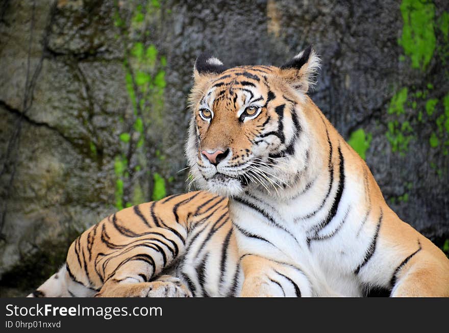 Tiger, Wildlife, Mammal, Terrestrial Animal