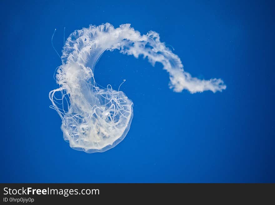 Jellyfish, Sky, Cnidaria, Atmosphere Of Earth