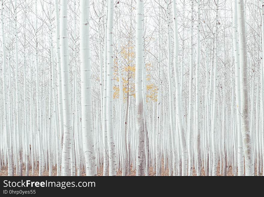 Wood, Tree, Texture, Winter