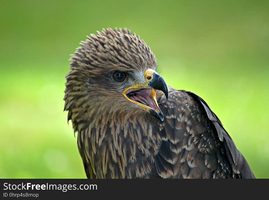 Beak, Bird, Bird Of Prey, Falcon