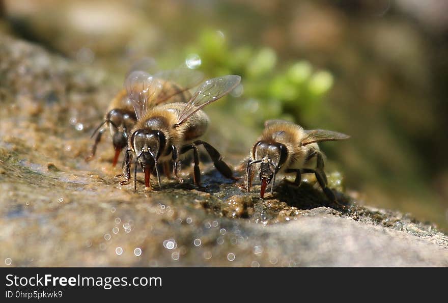 Insect, Honey Bee, Bee, Membrane Winged Insect