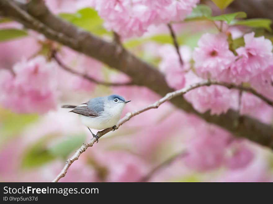 Bird, Blossom, Branch, Fauna