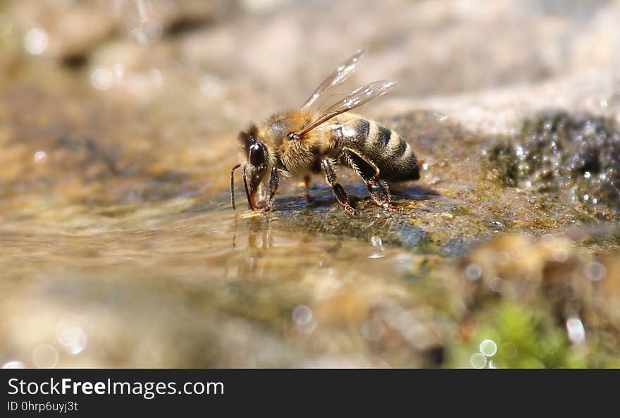 Insect, Bee, Honey Bee, Invertebrate