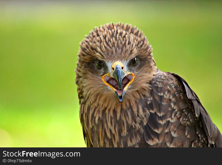 Beak, Bird, Bird Of Prey, Falcon