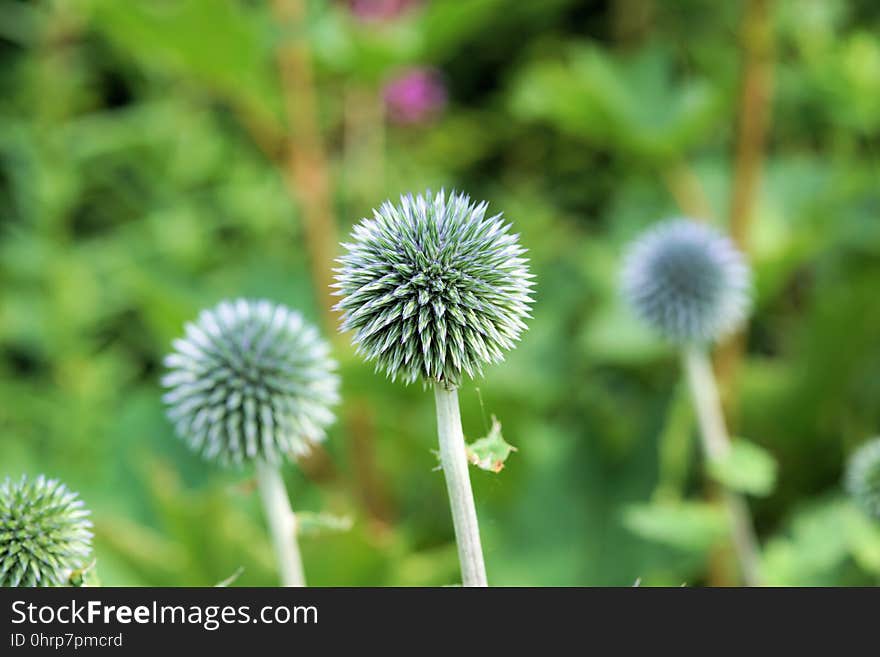 Flower, Plant, Flora, Close Up