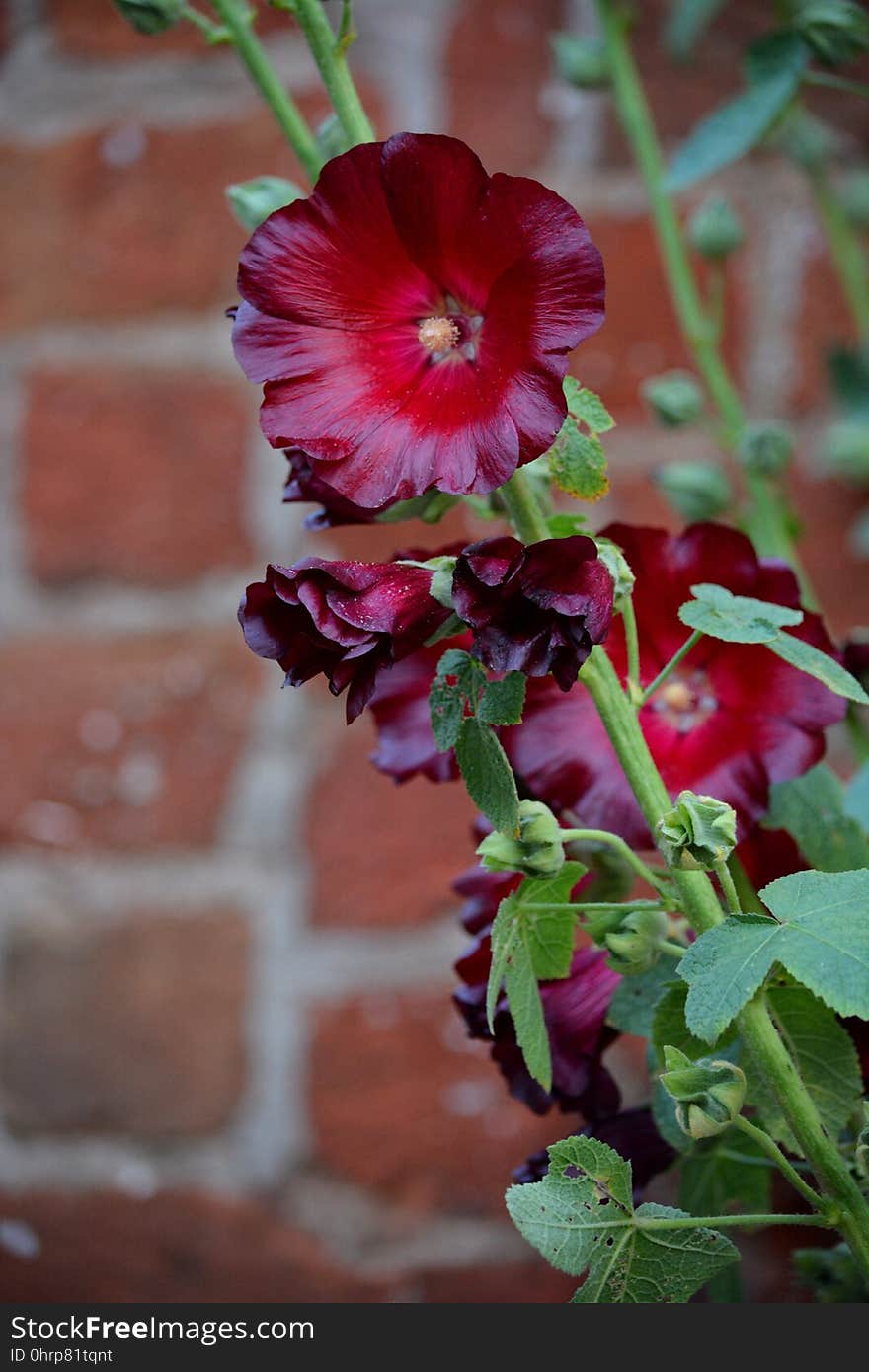 Flower, Plant, Flowering Plant, Flora