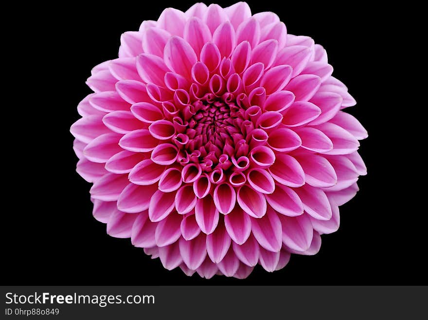 Flower, Pink, Flowering Plant, Dahlia