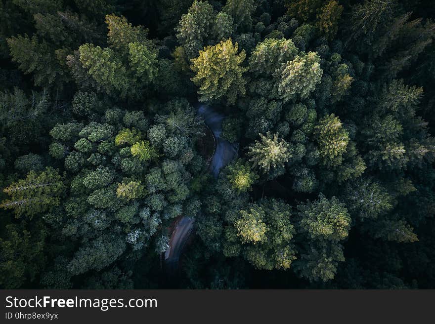 Vegetation, Ecosystem, Flora, Tree