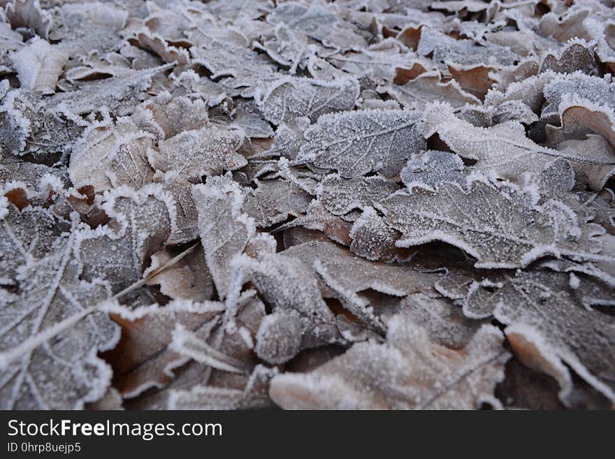 Frost, Freezing, Geology, Winter