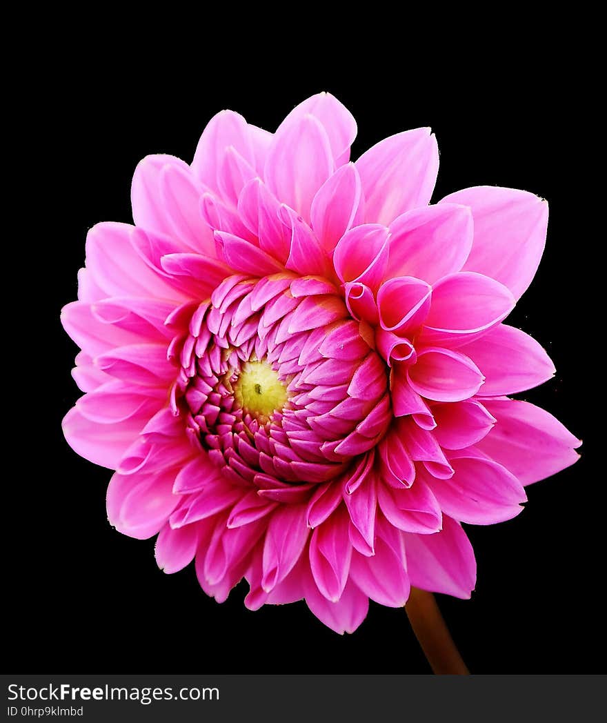 Flower, Pink, Flowering Plant, Dahlia