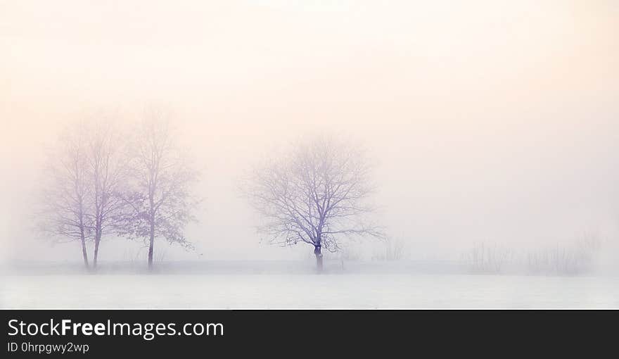 Winter, Fog, Freezing, Sky