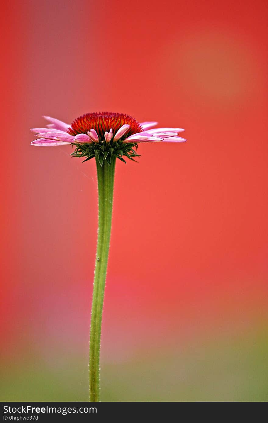 Flower, Close Up, Macro Photography, Coneflower