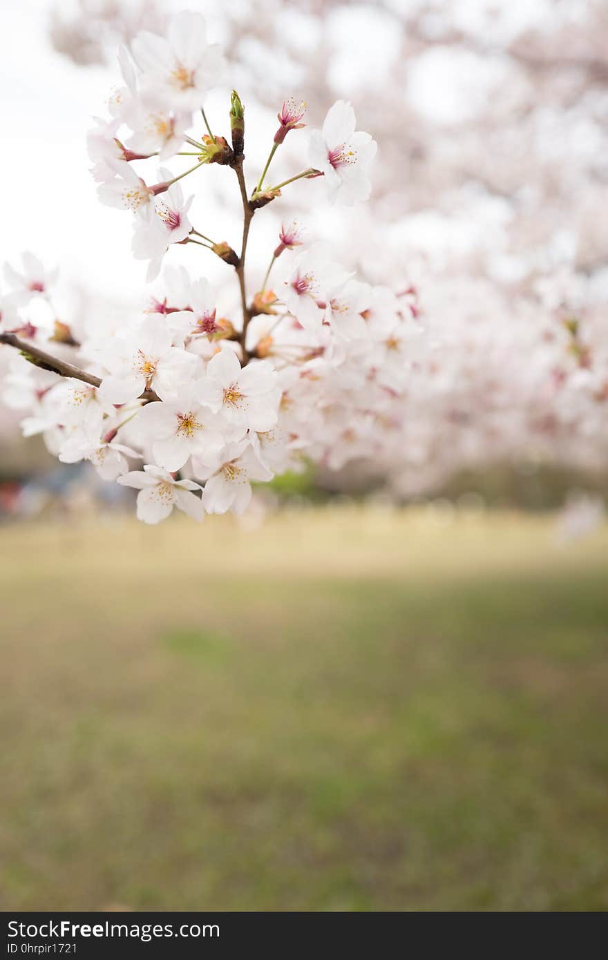 Blossom, Flower, Pink, Branch