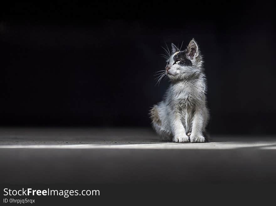 Cat, Mammal, Small To Medium Sized Cats, Black And White