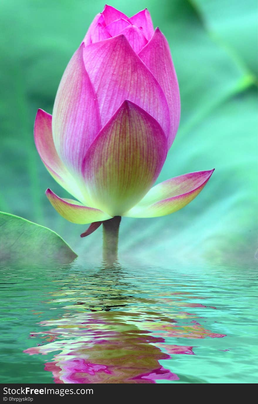 Flower, Lotus, Sacred Lotus, Aquatic Plant