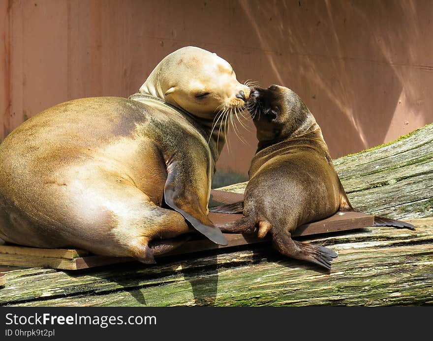 Seals, Mammal, Fauna, Harbor Seal