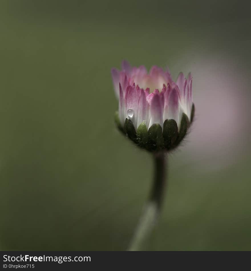 Flower, Flora, Wildflower, Close Up