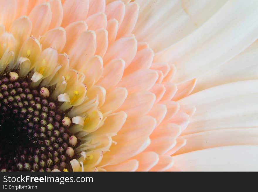 Flower, Yellow, Petal, Close Up