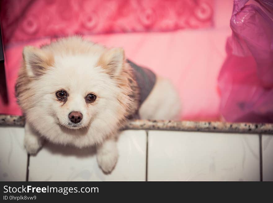 Dog, Dog Like Mammal, Pomeranian, Skin