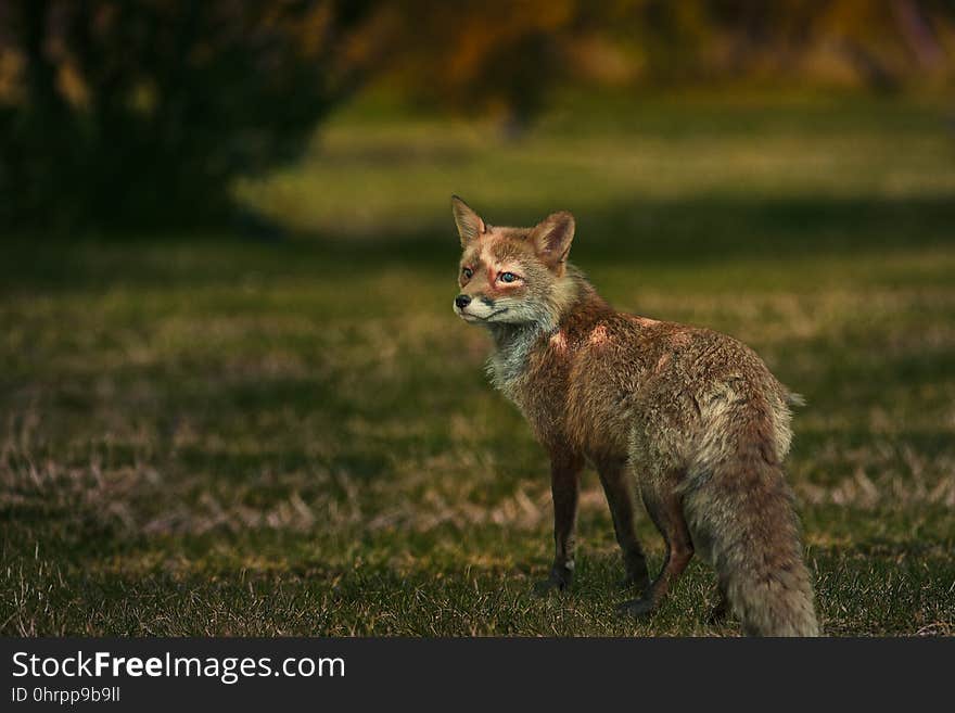 Wildlife, Fox, Red Fox, Fauna