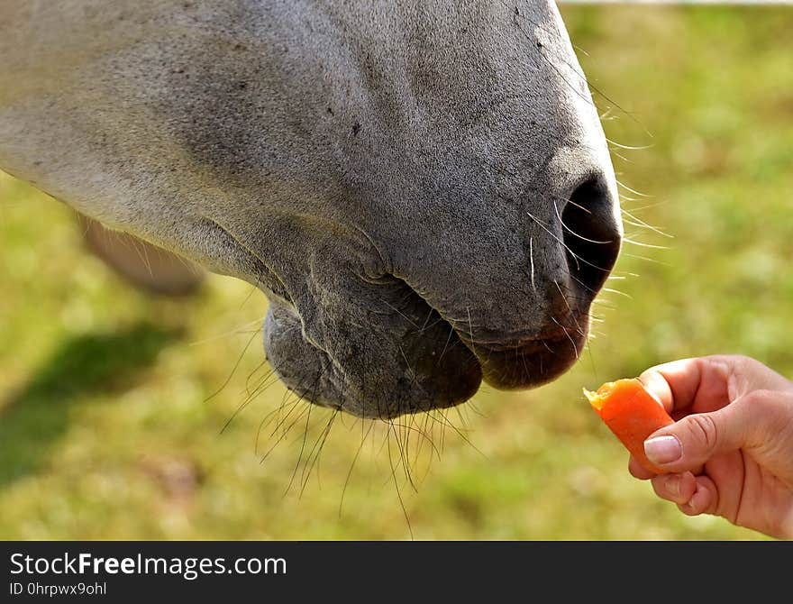 Fauna, Snout, Close Up, Terrestrial Animal