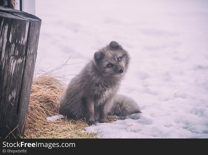 Fauna, Wildlife, Snow, Winter