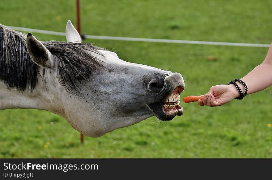 Horse, Mane, Horse Like Mammal, Halter