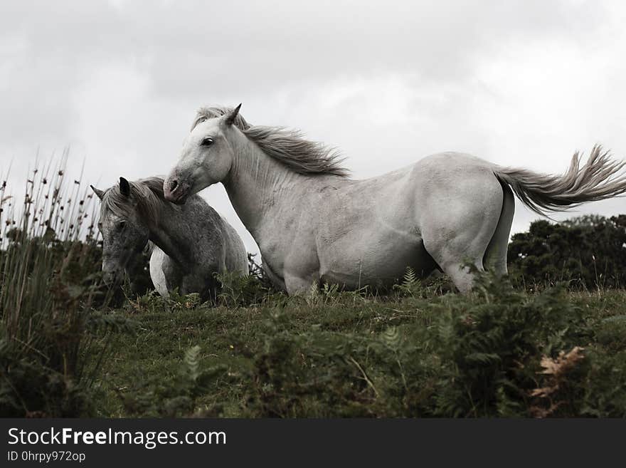 Horse, Mane, Horse Like Mammal, Fauna