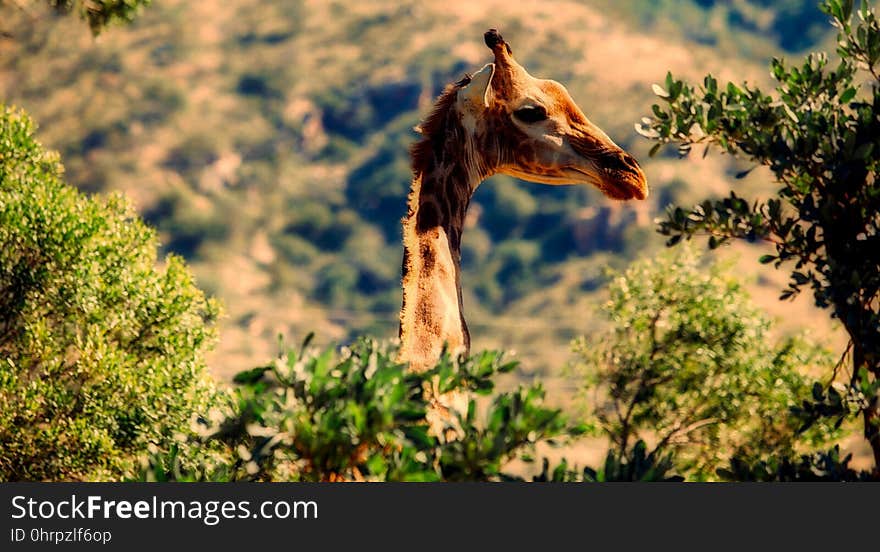 Wildlife, Giraffe, Giraffidae, Fauna