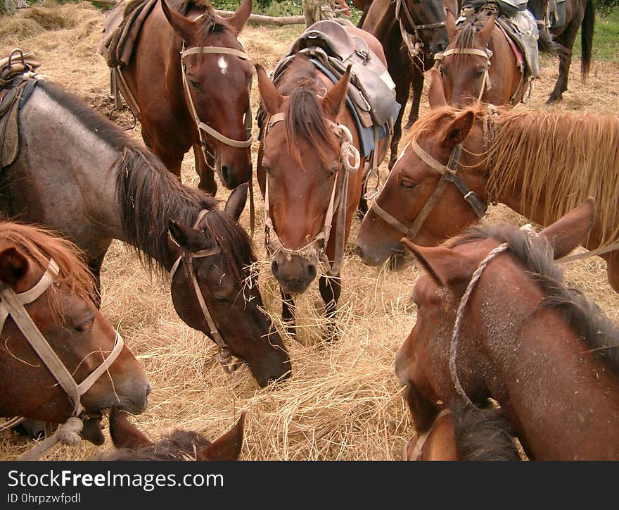 Herd, Horse, Cattle Like Mammal, Mare