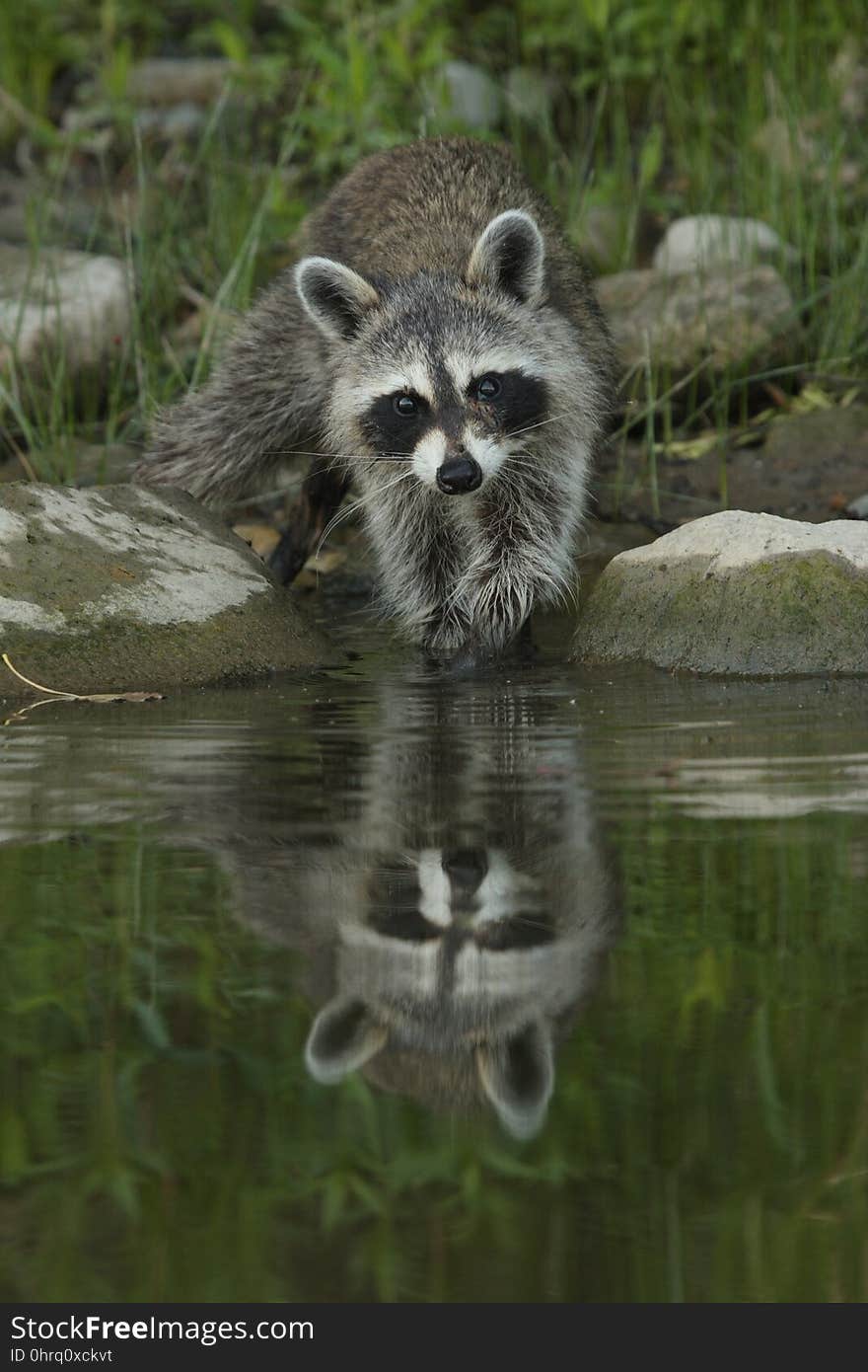 Raccoon, Procyonidae, Mammal, Fauna