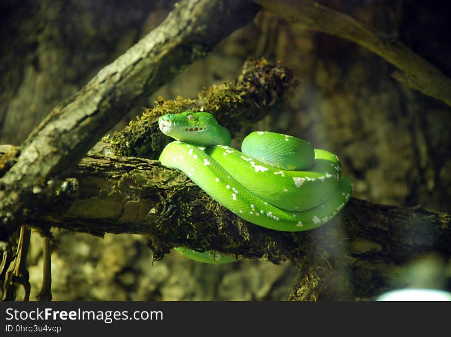 Vegetation, Ecosystem, Water, Organism