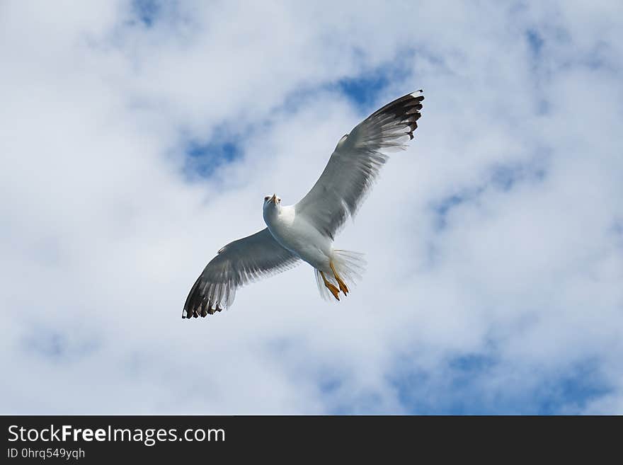 Bird, Sky, Fauna, Gull