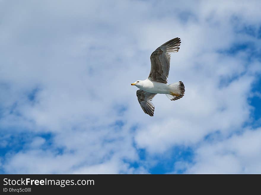 Bird, Sky, Fauna, Beak