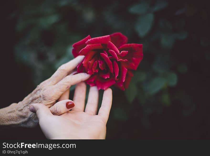 Red, Flower, Pink, Hand