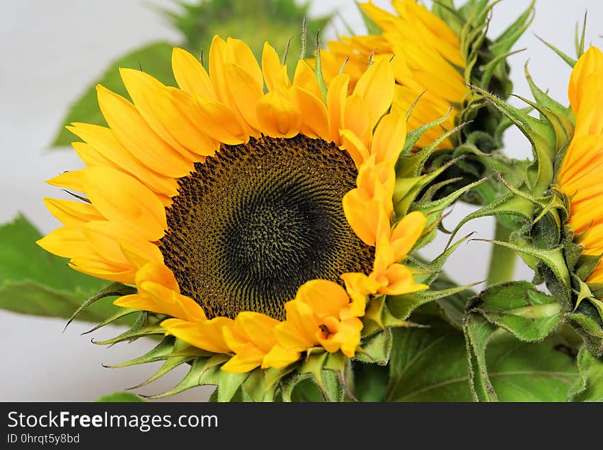 Flower, Sunflower, Yellow, Flowering Plant